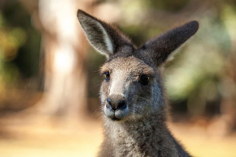 Port Arthur And Tassie Devils Active Day Tour From Hobart - Tourism Townsville 12