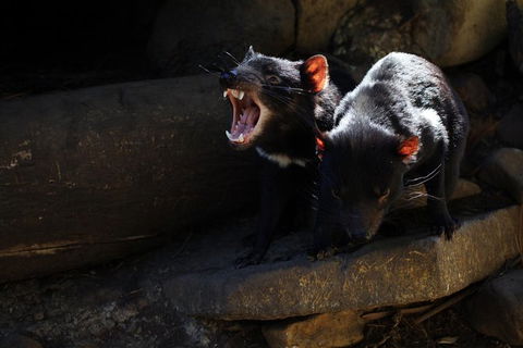 Port Arthur And Tassie Devils Active Day Tour From Hobart - Tourism Townsville 5