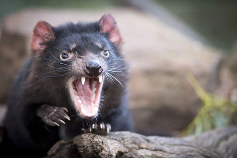 Port Arthur And Tassie Devils Active Day Tour From Hobart - Tourism Townsville 2
