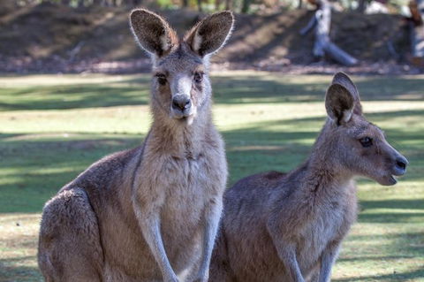 Port Arthur And Tassie Devils Active Day Tour From Hobart - Tourism Townsville 10