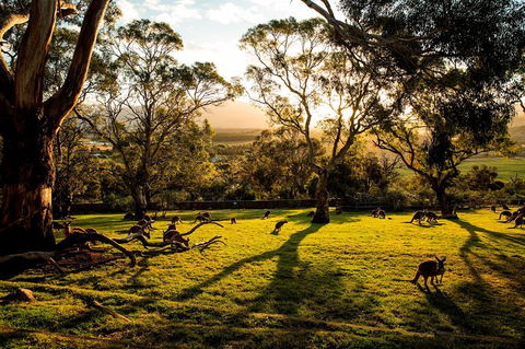 Shore Excursion: Five Of Hobart's Best In One Day - Tourism Townsville 1