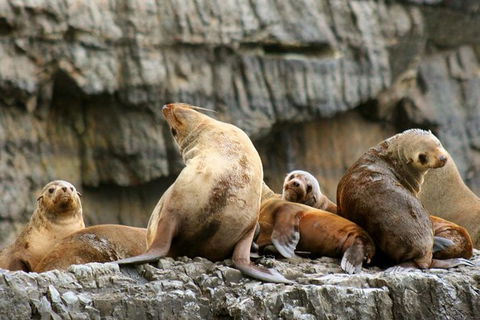 3-Hour Tasman Peninsula Wilderness Cruise From Port Arthur - Tourism Townsville 1