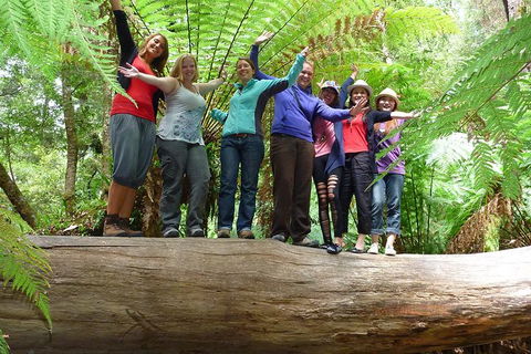 Mt Field National Park Active Day-Trip Including Bonorong And Mt Wellington - Tourism Townsville 4