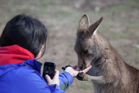 Mt Field National Park Active Day-Trip Including Bonorong And Mt Wellington - Tourism Townsville 14