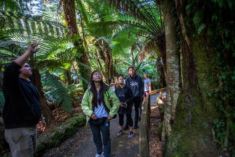 Mt Field National Park Active Day-Trip Including Bonorong And Mt Wellington - Tourism Townsville 5