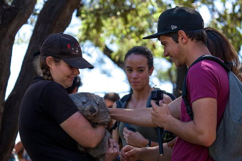 Mt Field National Park Active Day-Trip Including Bonorong And Mt Wellington - Tourism Townsville 13