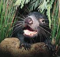 Hobart Shore Excursion Half Day Bonorong Wildlife Park with Richmond Tour - Tourism Townsville