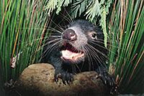 Hobart Shore Excursion: Half Day Bonorong Wildlife Park With Richmond Tour - Tourism Townsville 0