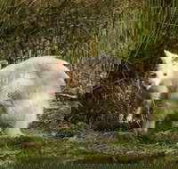 Bruny Island premium private photo-oriented day tour from Hobart - Tourism Townsville