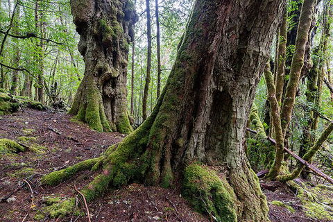 3-Day Cradle Mountain Photography Workshop - Tourism Townsville 6