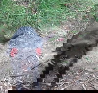 South East Food Sightseeing Private Tour with the Tasmanian Devil Unzoo - Tourism Townsville
