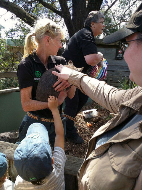 Private Bonorong Wildlife Sanctuary And Richmond 5 Hour Trip From Hobart - Tourism Townsville 5