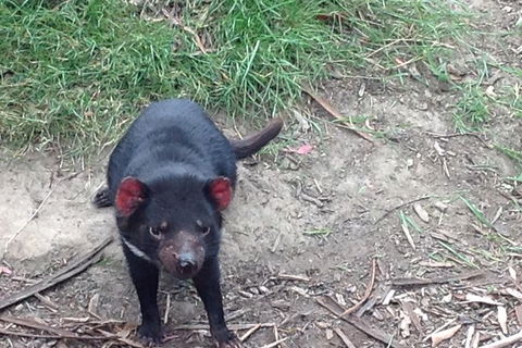 Private Bonorong Wildlife Sanctuary And Richmond 5 Hour Trip From Hobart - Tourism Townsville 0