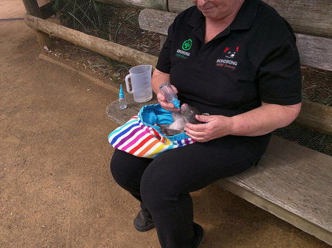 Private Bonorong Wildlife Sanctuary And Richmond 5 Hour Trip From Hobart - Tourism Townsville 2