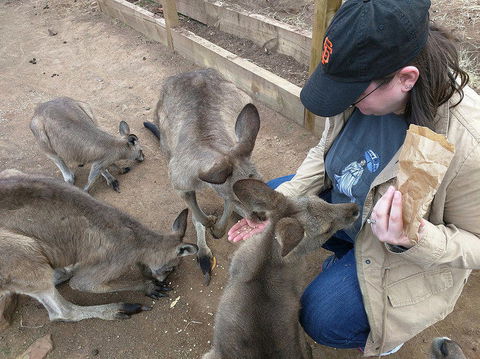 Private Bonorong Wildlife Sanctuary And Richmond 5 Hour Trip From Hobart - Tourism Townsville 3