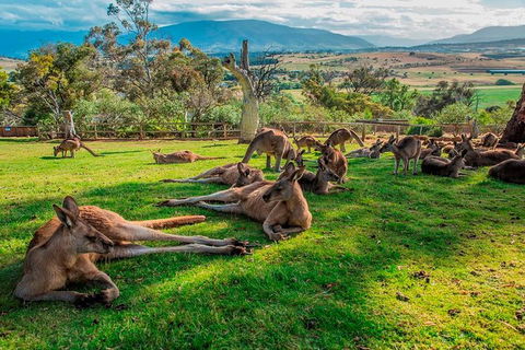 Five Of Hobart's Best In One Day - Tourism Townsville 1