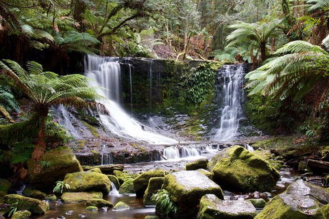 Mount Field National Park - Tarn Shelf & Russell Falls - Guided Hiking Tour - Tourism Townsville 10