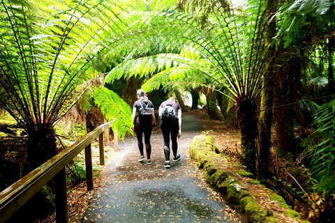 Mount Field National Park - Tarn Shelf & Russell Falls - Guided Hiking Tour - Tourism Townsville 7