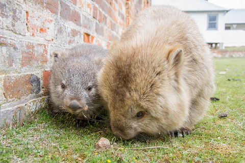 3-Day: Hobart Nature Walking Tour: Maria Island, Cape Raoul & Mount Field - Tourism Townsville 4