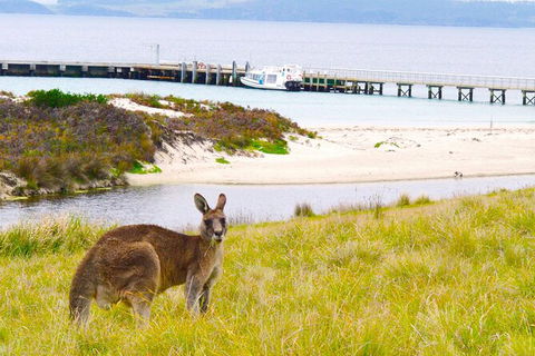 Maria Island Shuttle Bus Hobart To Triabunna (Round Trip) - Tourism Townsville 8