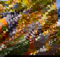 Half Day Tamar Valley Wine Tour - Tourism Townsville