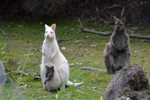 Full-Day Guided Bruny Island Tour From Hobart - Tourism Townsville 5
