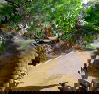 Wilderness and Wildlife - Tourism Townsville