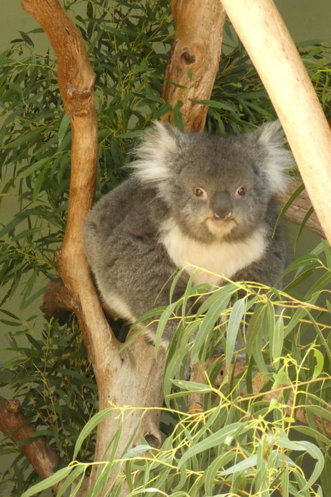 Cruise Ship Special Ex Hobart: Mt Wellington, Richmond, Bonorong With Free WiFi - Tourism Townsville 5