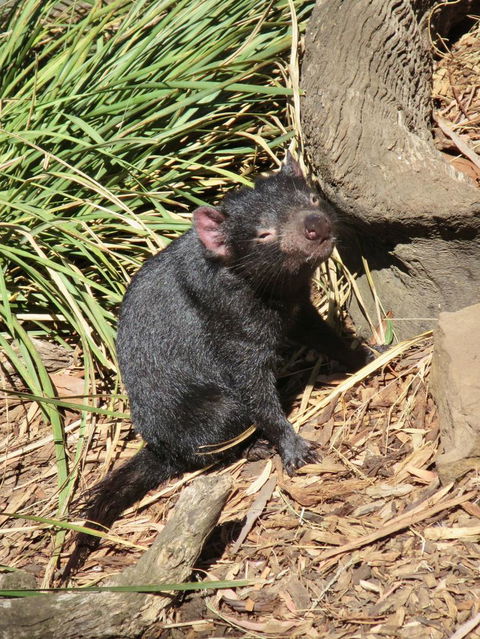 Small-Group Tour From Hobart: Mt Wellington, Bonorong Wildlife Park And Richmond - Tourism Townsville 7