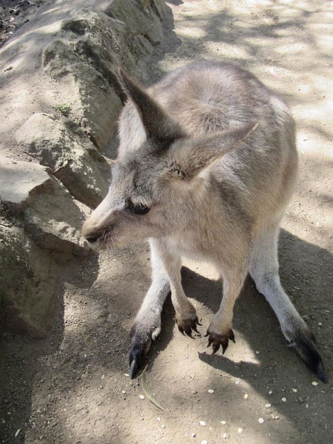 Small-Group Tour From Hobart: Mt Wellington, Bonorong Wildlife Park And Richmond - Tourism Townsville 6