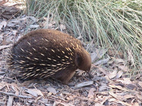 Small-Group Tour From Hobart: Mt Wellington, Bonorong Wildlife Park And Richmond - Tourism Townsville 9