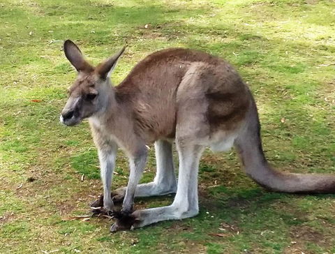 Small-Group Tour From Hobart: Mt Wellington, Bonorong Wildlife Park And Richmond - Tourism Townsville 17