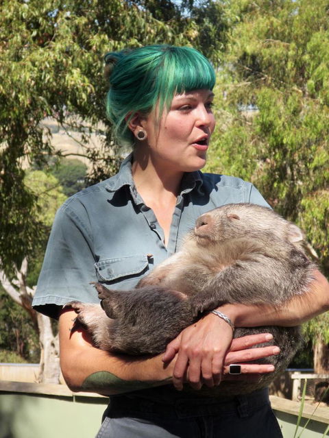 Small-Group Tour From Hobart: Mt Wellington, Bonorong Wildlife Park And Richmond - Tourism Townsville 8