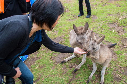Small-Group Tour From Hobart: Mt Wellington, Bonorong Wildlife Park And Richmond - Tourism Townsville 15