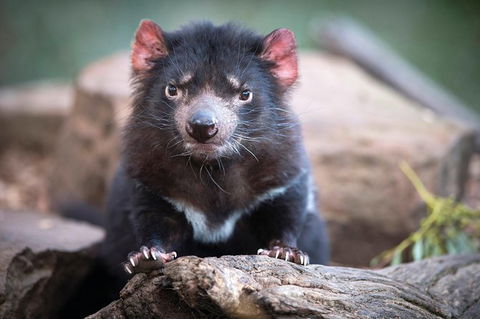 Small-Group Tour From Hobart: Mt Wellington, Bonorong Wildlife Park And Richmond - Tourism Townsville 26