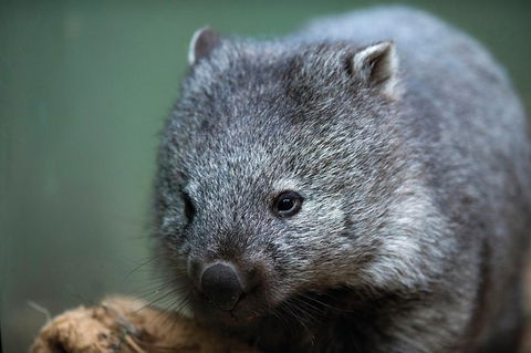 Small-Group Tour From Hobart: Mt Wellington, Bonorong Wildlife Park And Richmond - Tourism Townsville 28