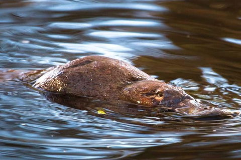 Wild-Platypus 2 Hour Wildlife Tour - Tourism Townsville 0