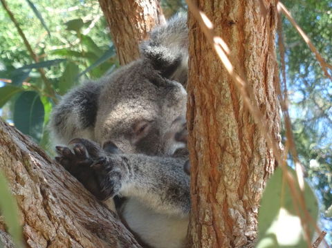 North Stradbroke Island Day Trip From Brisbane - Tourism Townsville 23