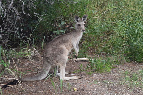 North Stradbroke Island Day Trip From Brisbane - Tourism Townsville 13