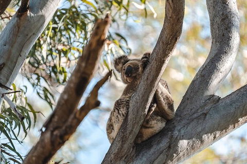 North Stradbroke Island Day Trip From Brisbane - Tourism Townsville 27