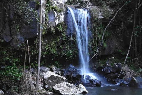 You Choose The Tour: Brisbane Private Chauffeur Driven Personal Tour - Tourism Townsville 0