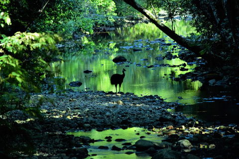 Daintree - Cape Tribulation & Atherton Tablelands Tours From Port Douglas - Tourism Townsville 1