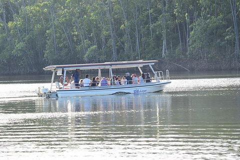 Daintree - Cape Tribulation & Atherton Tablelands Tours From Port Douglas - Tourism Townsville 16