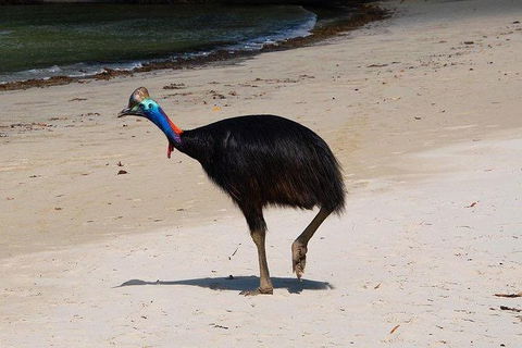 Daintree - Cape Tribulation & Atherton Tablelands Tours From Port Douglas - Tourism Townsville 17