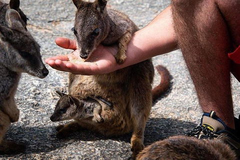 Daintree - Cape Tribulation & Atherton Tablelands Tours From Port Douglas - Tourism Townsville 4
