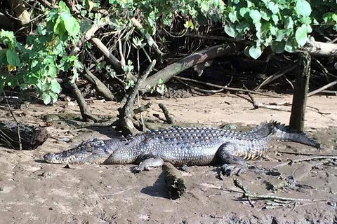 Daintree - Cape Tribulation & Atherton Tablelands Tours From Port Douglas - Tourism Townsville 24