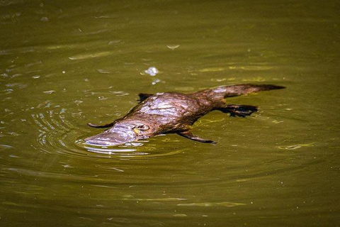 Daintree - Cape Tribulation & Atherton Tablelands Tours From Port Douglas - Tourism Townsville 27