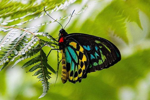 Daintree - Cape Tribulation & Atherton Tablelands Tours From Port Douglas - Tourism Townsville 19