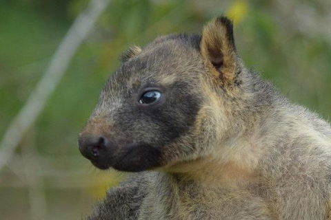 Daintree - Cape Tribulation & Atherton Tablelands Tours From Port Douglas - Tourism Townsville 8