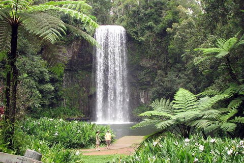Daintree - Cape Tribulation & Atherton Tablelands Tours From Port Douglas - Tourism Townsville 12
